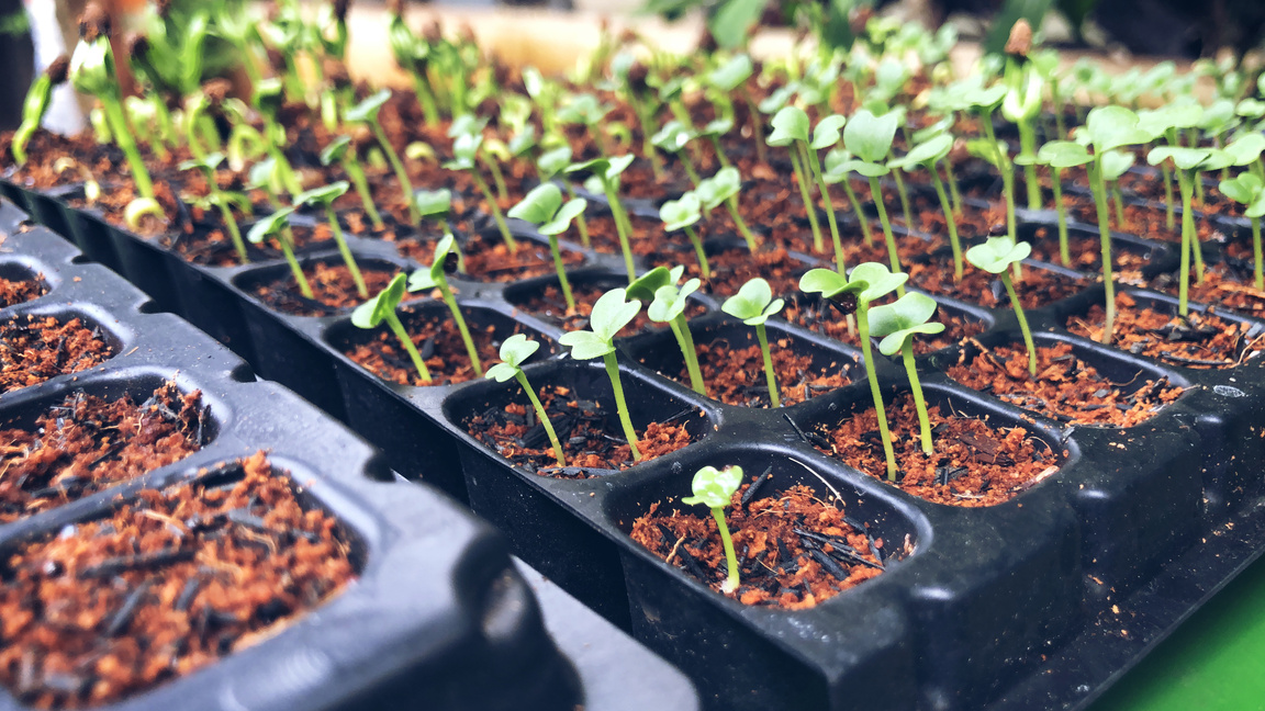 Vegetable Seeds